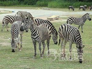 アジア最大級の 動物 テーマパーク 広州 香江 野生動物園