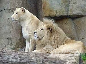 アジア最大級の 動物 テーマパーク 広州 香江 野生動物園