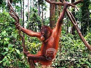 アジア最大級の 動物 テーマパーク 広州 香江 野生動物園