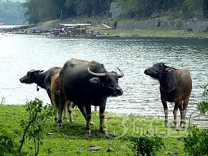 桂林 漓江 下り ＆ 陽朔 ＆ 高田郷 1日 ツアー