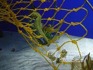 オーシャンパーク 香港